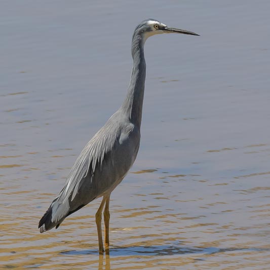 Egretta novaehollandiae (White-faced Heron).jpg